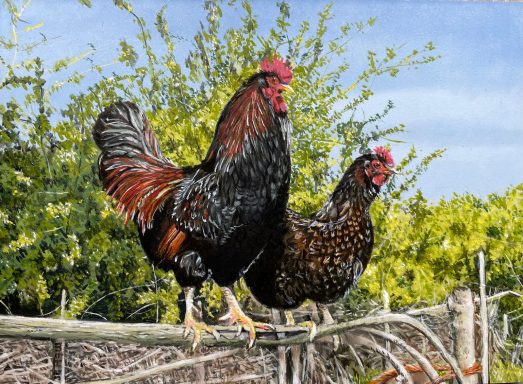 Barnevelder Krielkippen